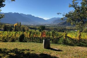3 Hour Unique Wine Tour - Half Day in Swiss Alps - Stop 1: vines, cellars, and tastings that explain what you’re drinking