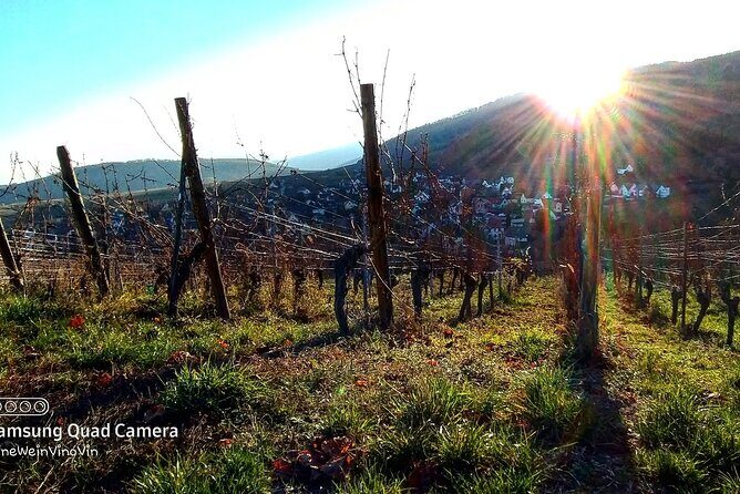Alsace wine tour and medieval villages. Small group guided tour - Riquewihr medieval streets and the Schonenbourg clue