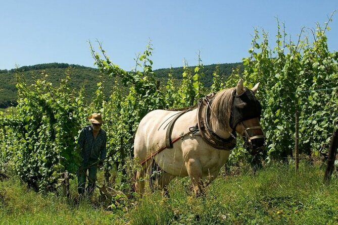 Alsace wine tour and medieval villages. Small group guided tour - Food planning: you’ll want a strategy