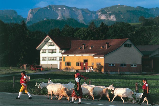 Appenzell Alps Day Trip from Zurich – Farm Life & Cheese Tasting - Stein Farm Stop: Fresh Milk, Cows, and Real Farm Rhythm