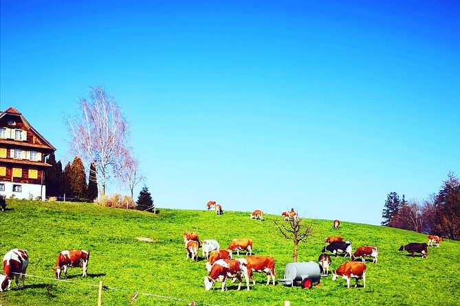 Appenzell and Liechtenstein Tour from Zurich - A Day Trip That Feels Like Two Countries, Not a Rush Job