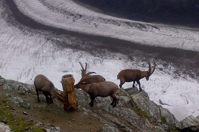 Attraction Ticket: Zermatt to Mount Gornergrat Summit - Flexible return trains: making the day fit your pace