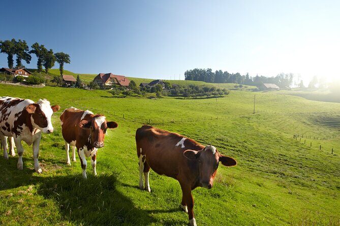 Bern Small-Group Day Trip from Zurich Including Cheese Tasting - Driving Time vs. “Time on Your Feet”: How the Schedule Really Feels