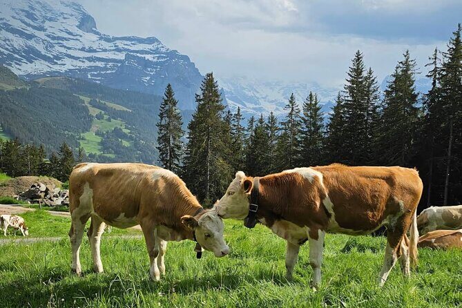 Easy countryside tour in Swiss Alps - kids friendly - Key things you’ll notice on this easy Alps walk