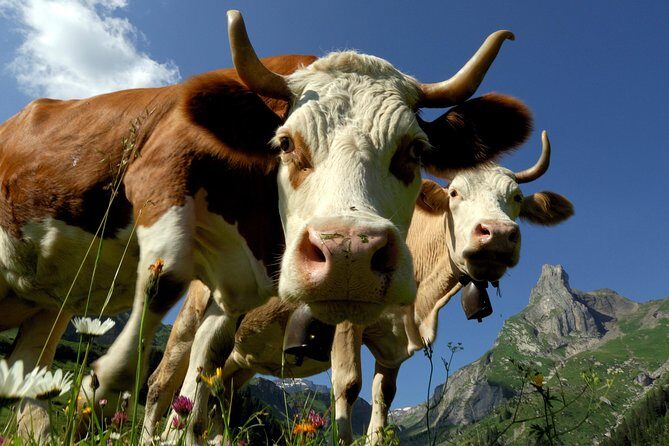 Eiger and Jungfrau Panorama Day Trip from Lucerne - Price and value: what $189 buys you (and what it doesn’t)