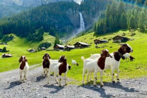 From Zurich: The most beautiful insider spots in Switzerland (private 1-day tour) - Hotel pickup and the drive that sets the tone