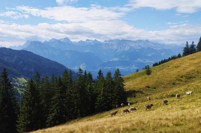 Full-Day Hiking Swiss Alps and Lake swim with Pick-up - Robbe’s Small-Group Approach: Pace, Safety, and Photo Stops