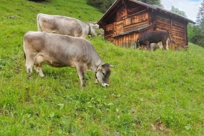 Grindelwald, Lauterbrunnen Lungern Interlaken Semi-Private - Giessbach Falls: The One Stop That Feels Like a Real Walk