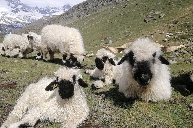 Private Mt. Gornergrat and Zermatt Tour - Zermatt orientation after you descend: sites, food ideas, and chalet context