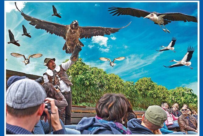 Skip the Line: Falconeria Locarno Ticket - Language Considerations: Italian, German, and Your Real Expectations