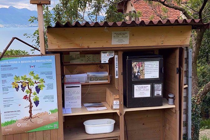 Vine Stories: Lavaux & Lutry wine walk - Why Lavaux Terraces Work Better on Foot Than By Bus
