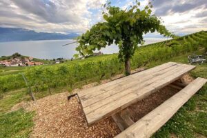 Vine Stories: Lavaux & Lutry wine walk - Grandvaux Vineyards: Your Easy Wine Hike and Story Stops