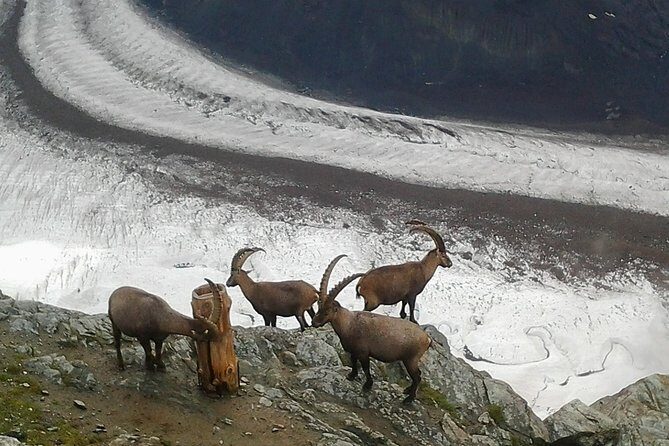 Zermatt & Mt. Gornergrat Small Group Day Trip from Basel - Visp to Zermatt: the switch to the cogwheel climb