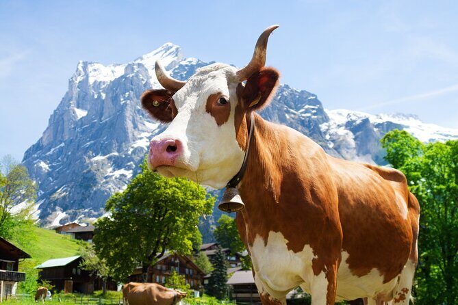 Zurich: Chocolarium and Appenzeller Schaukäserei Tour - Key highlights at a glance